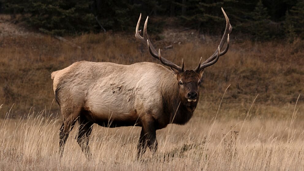 Valemount Deer with Antlers